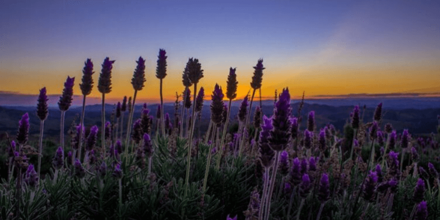 campos do jordao – lavandario