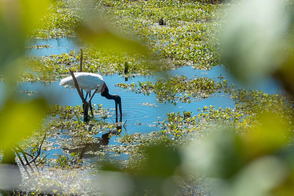 pantanal-1